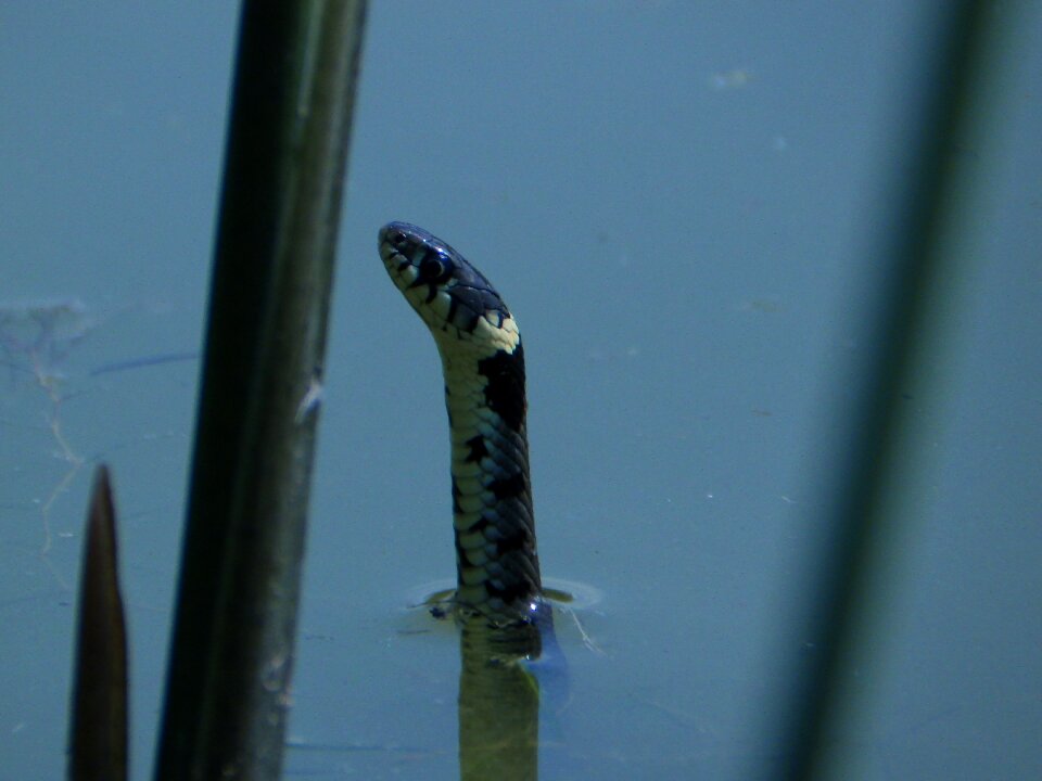 Species reptile water snake