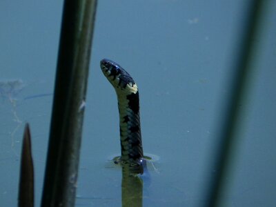 Species reptile water snake