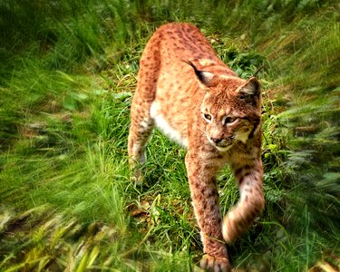 Predator mammals eurasischer lynx photo