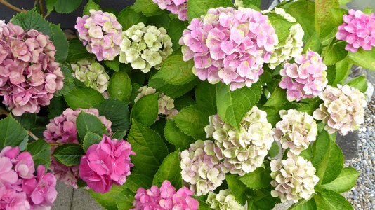 Garden nature beautiful