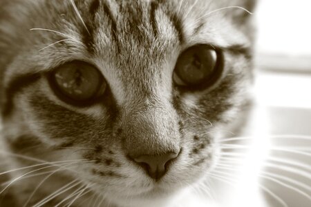 Kittens mackerel cat's eyes