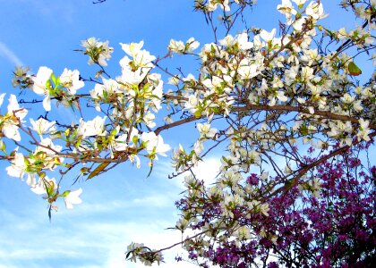 Purple white tree photo