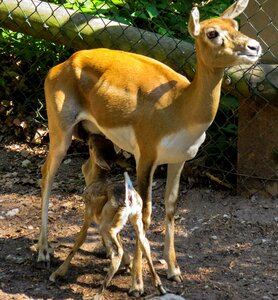 Fawn cute bambi photo