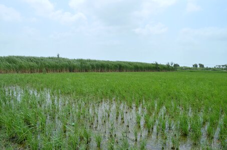 Cane grass farming photo