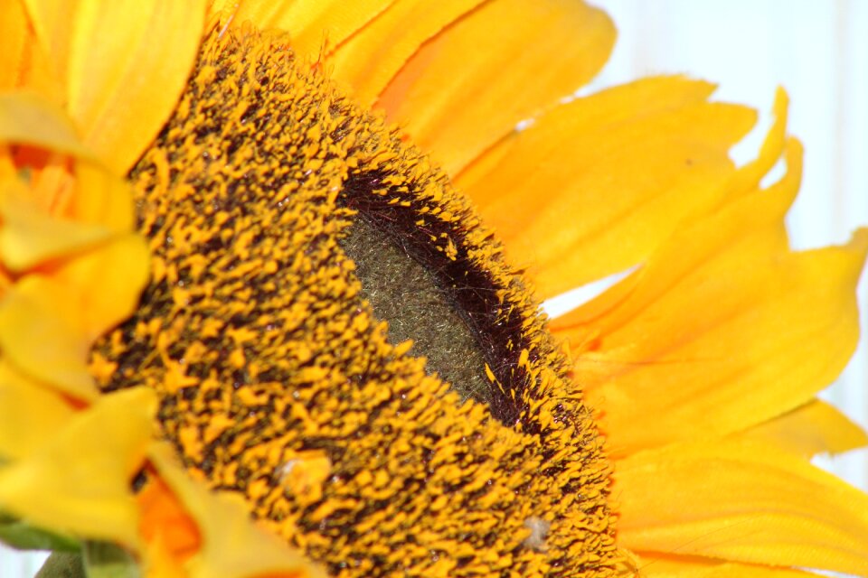 Blossom bloom yellow