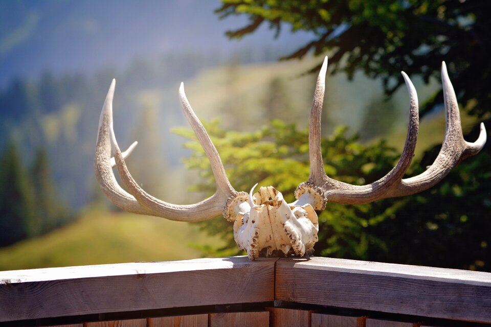 Animal world wild animals hunting trophy