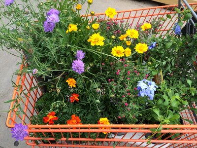 Flowers plants trolley