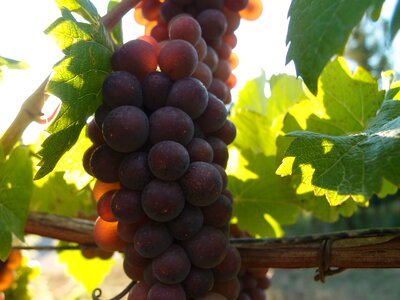 Berries ripe grapes crop
