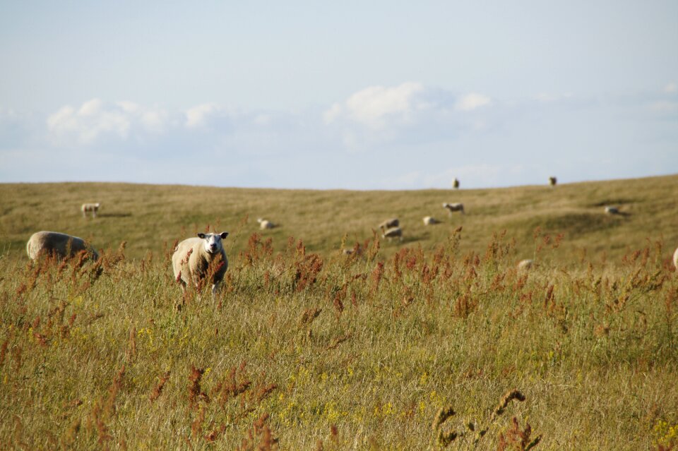 Meadow sweden coastal vegetation