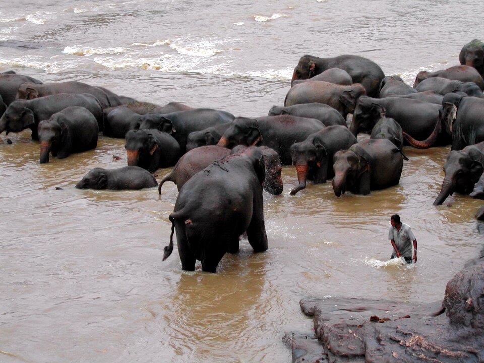 Pinawella elephant bath
