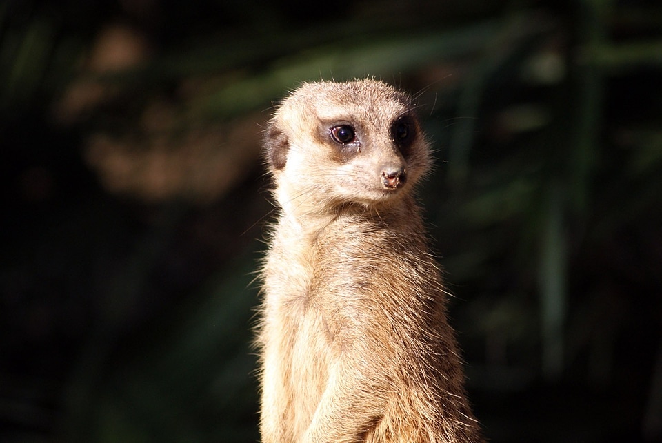 Wildlife mammal standing