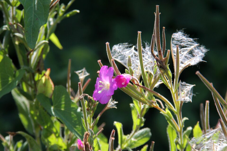 Meadow nature close up