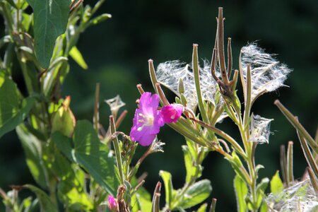 Meadow nature close up