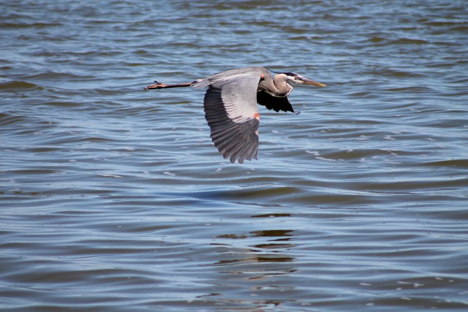 Water nature fly