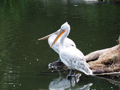 Zoo water bird nature