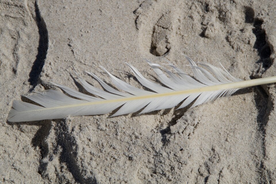 Seagull feather lost beach