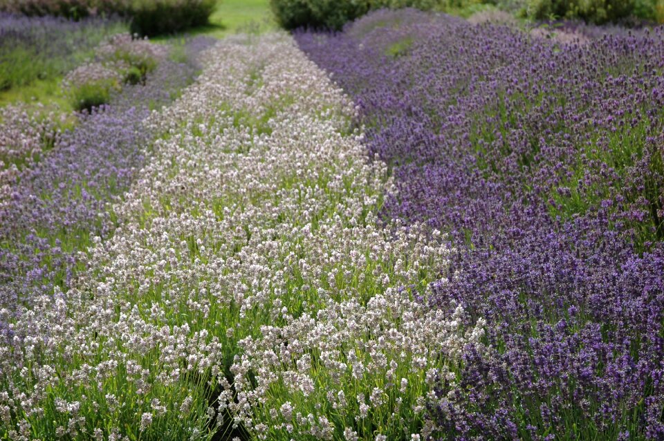 Flowers nature scenic