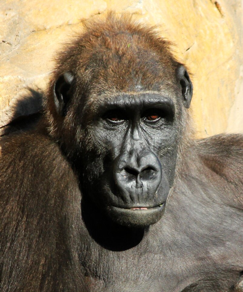 Animal zoo spain