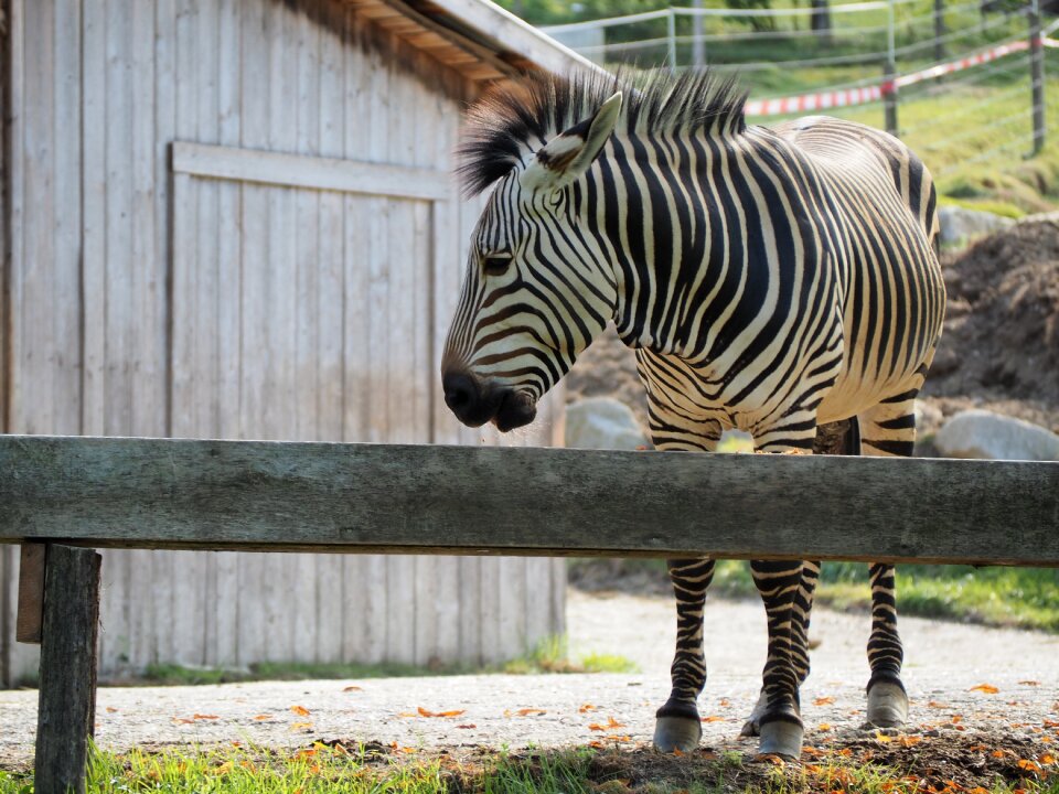 Animal mammal nature