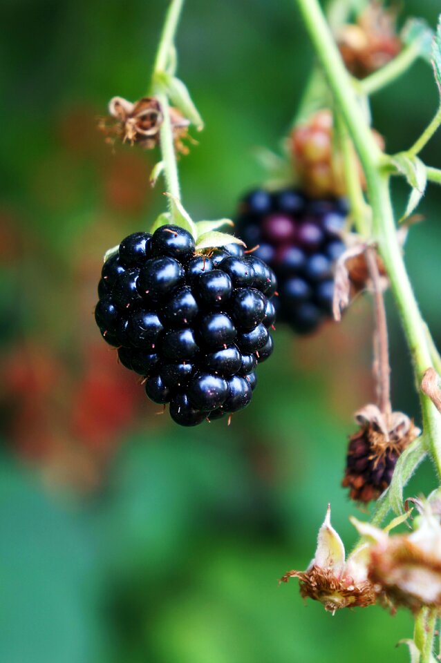 Black nature fruit