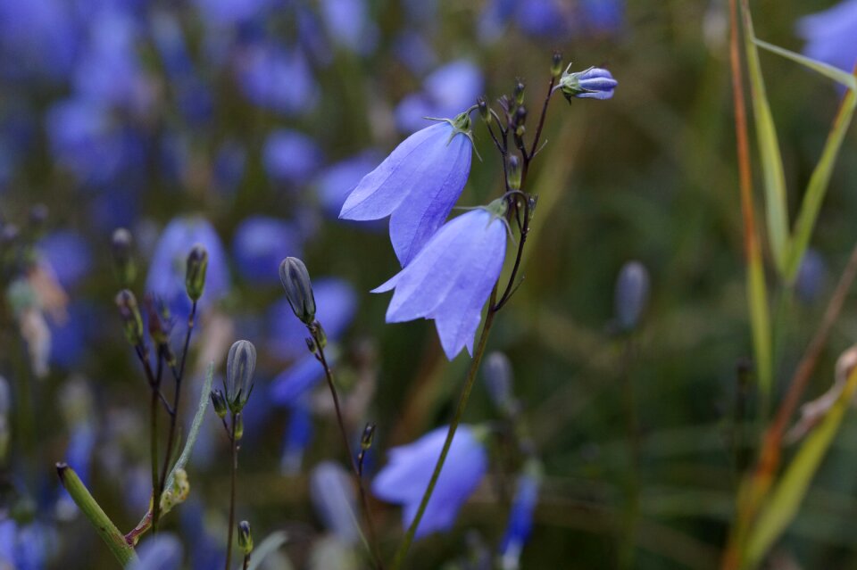 Blue blossom bloom