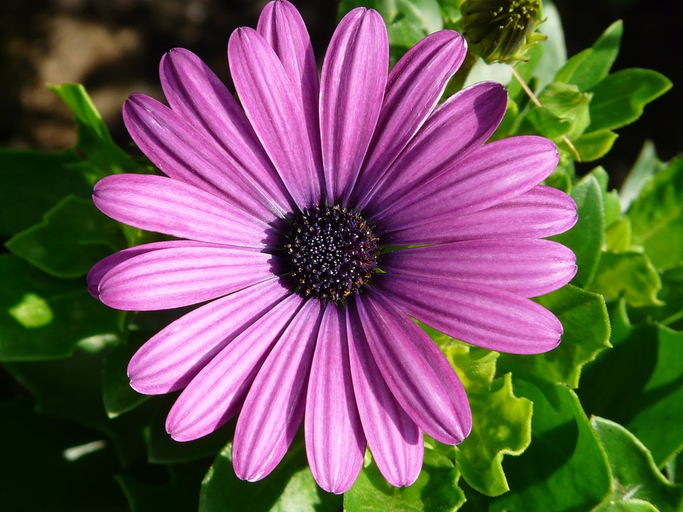 Summer purple cut flowers photo