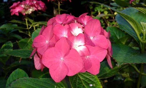 Pink nature garden plant photo