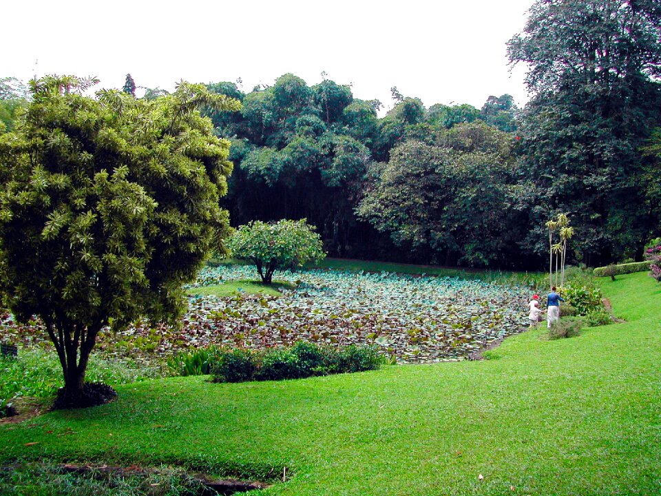 Botanical garden landscape lotus