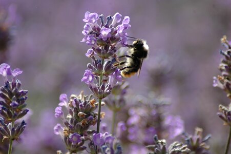 Purple honey garden photo