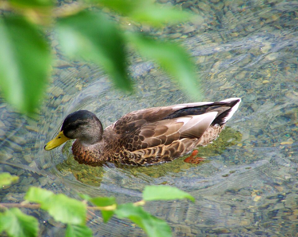 Mallard duck waterfowl mallard
