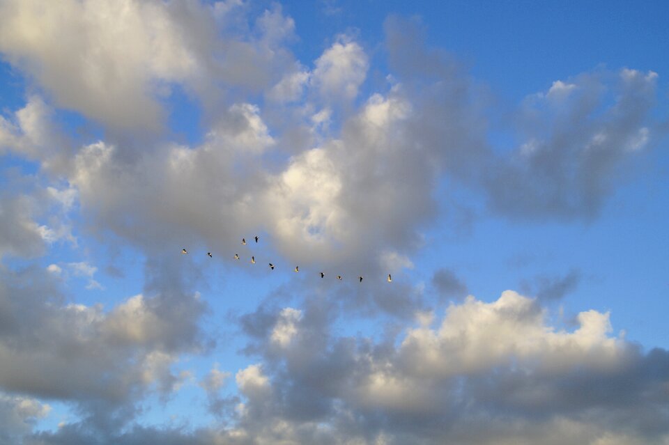 Bird flight geese migratory birds