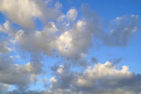 Bird flight geese migratory birds
