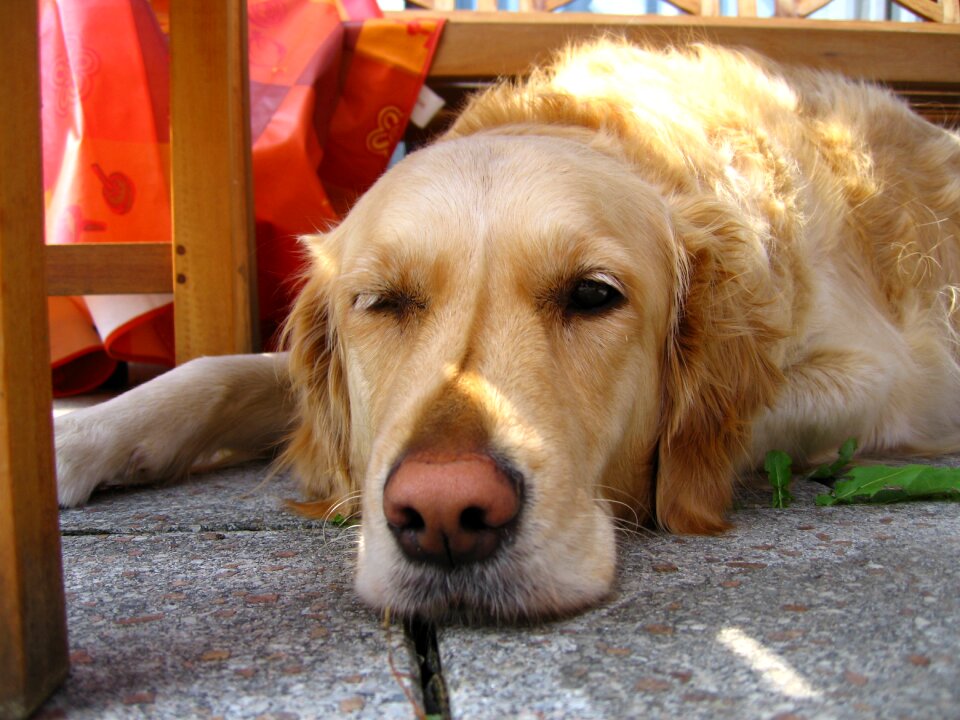 Pet nature animal