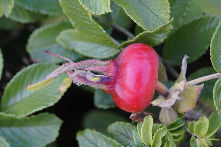 Nature summer bush