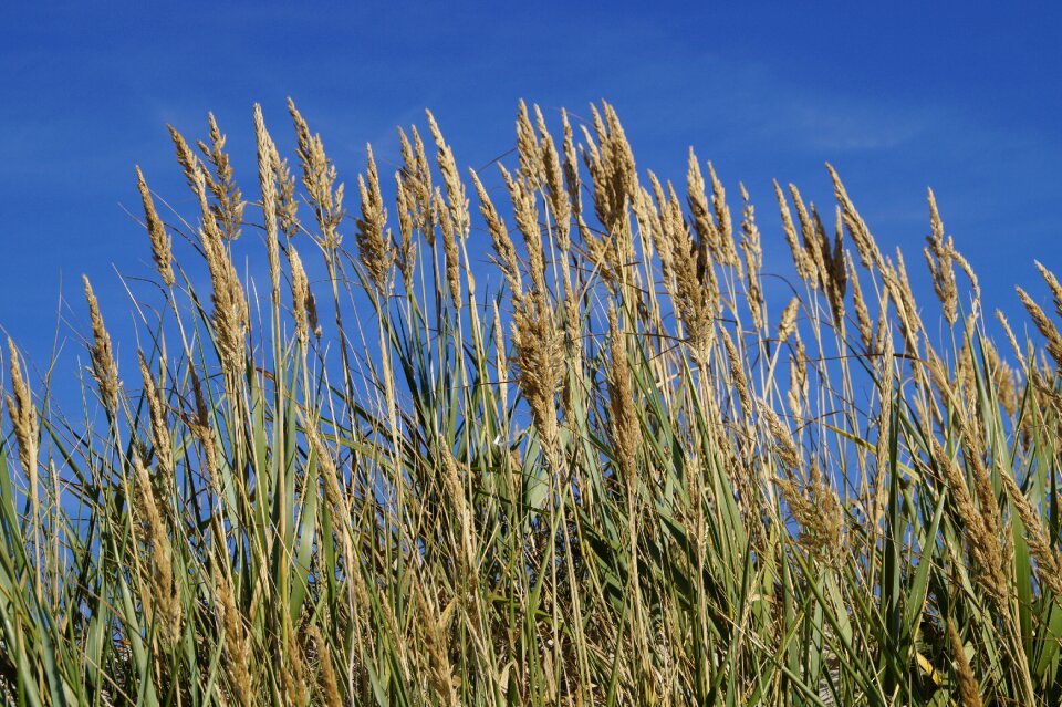 Nature grass landscape