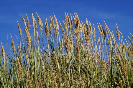 Nature grass landscape