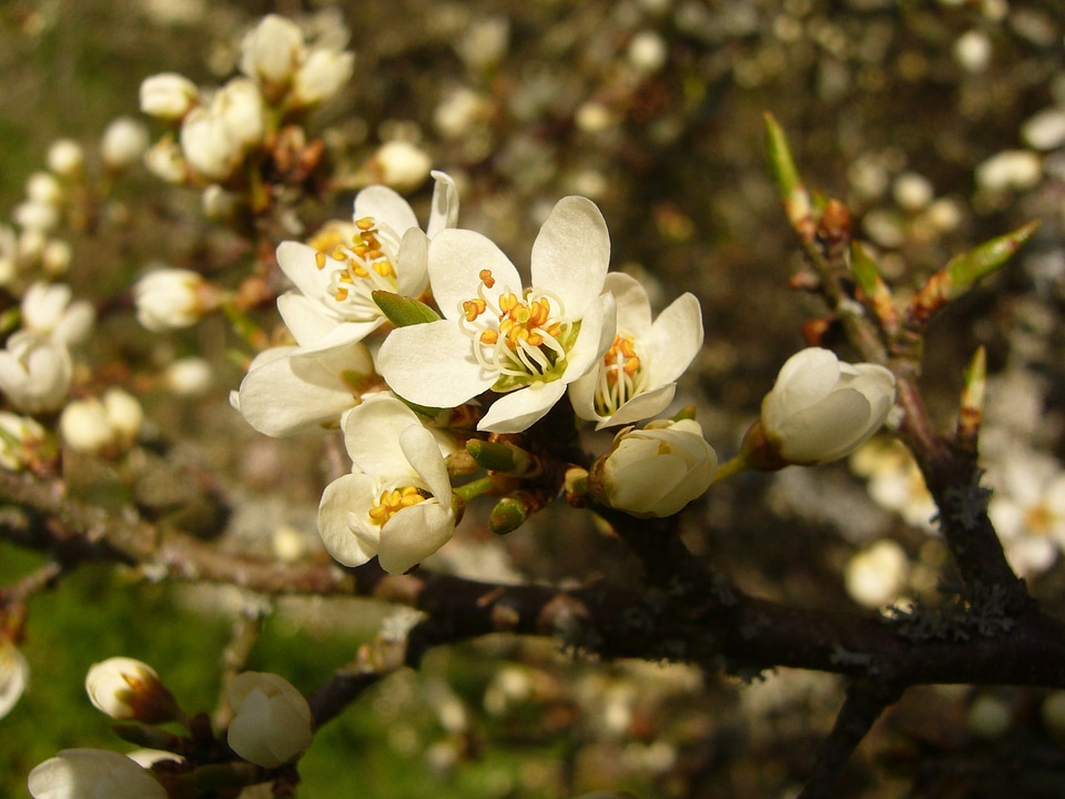 Bloom spring bloom