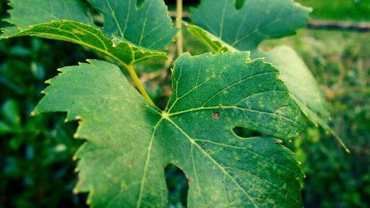 Foliage green grape leaves