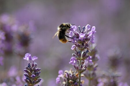 Blossom hive plant photo