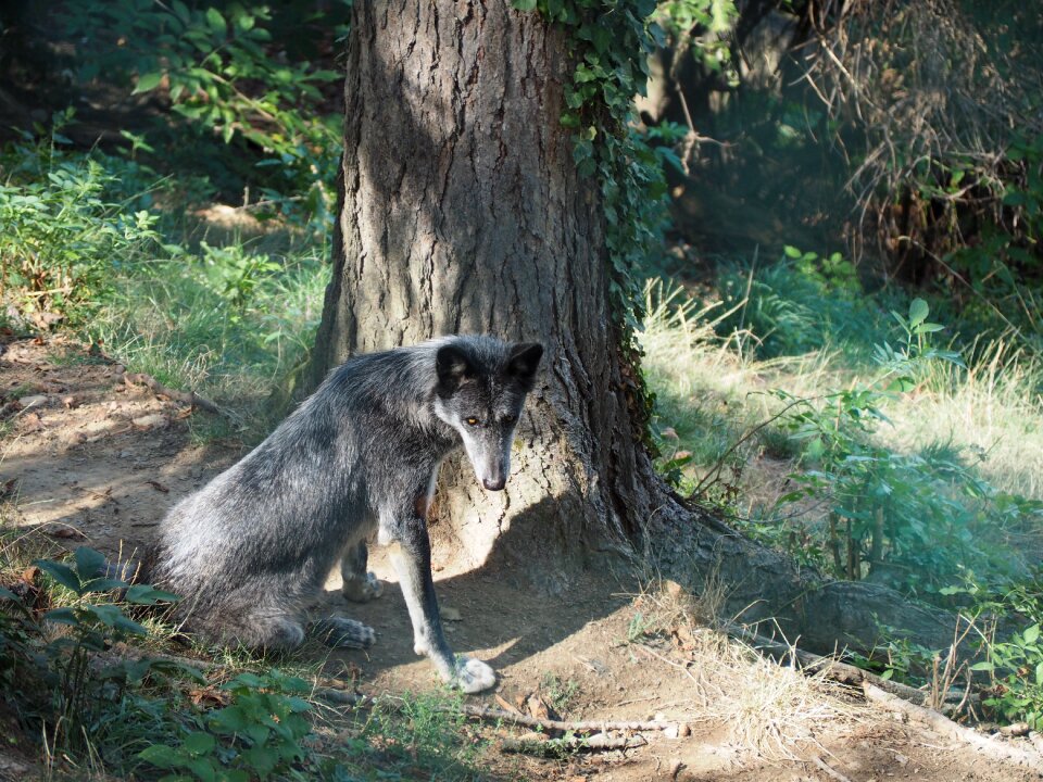 Timberwolf black nature