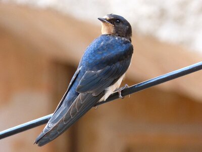 Swallow cable bird photo