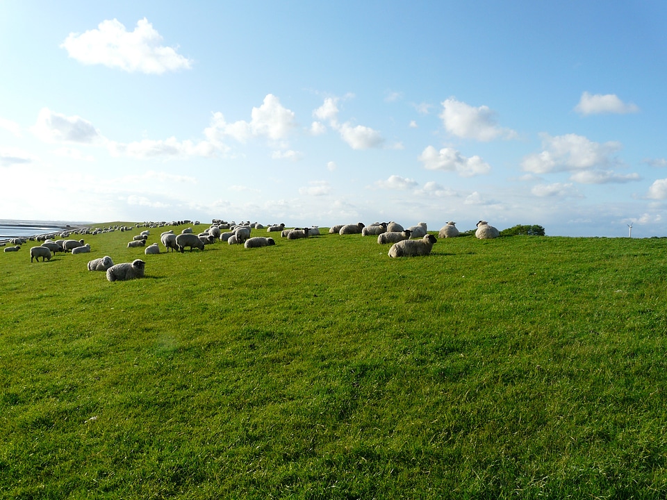 Rest concerns sheep