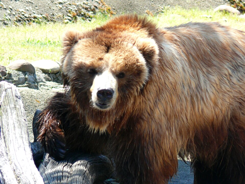 Brown bear sofia zoo beast