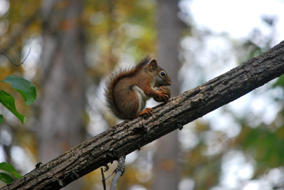 Wildlife cute animal