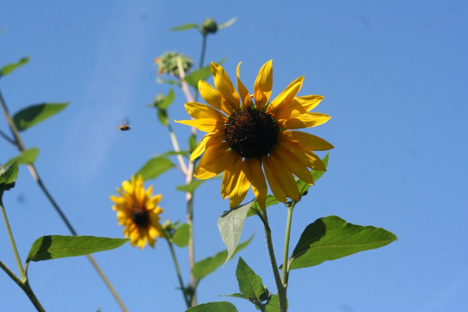 Nature blossom yellow