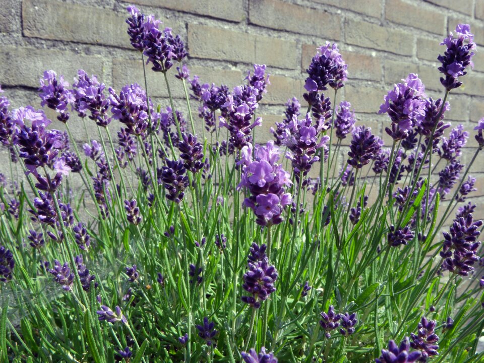 Lavender wall purple