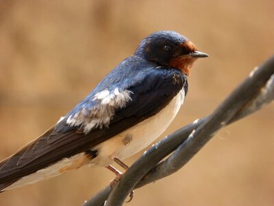 Swallow bird cable photo