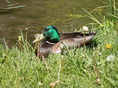 Fowl wildlife