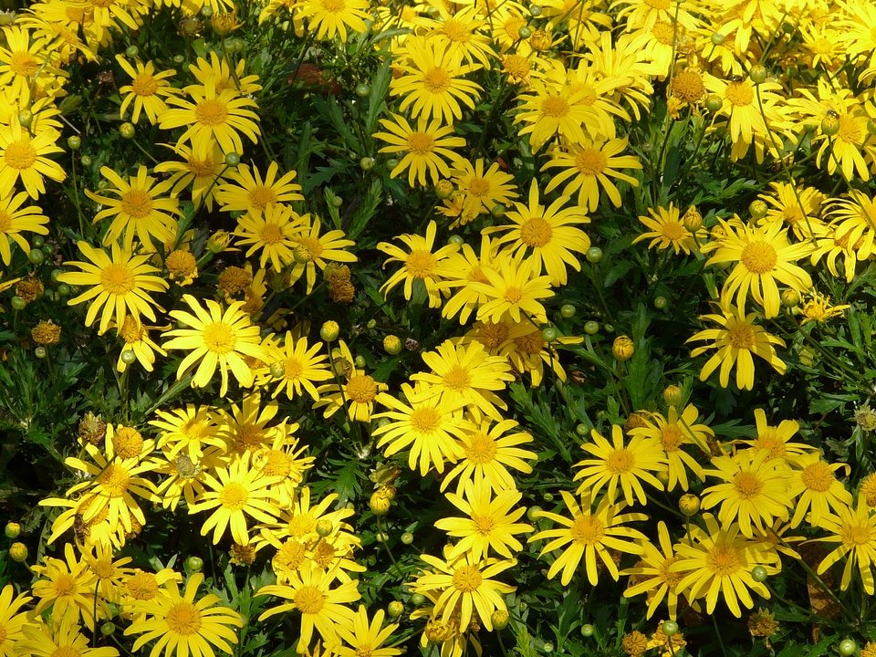 Tree daisy marguerite yellow