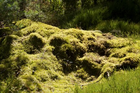 Ground vegetation vegetation flora